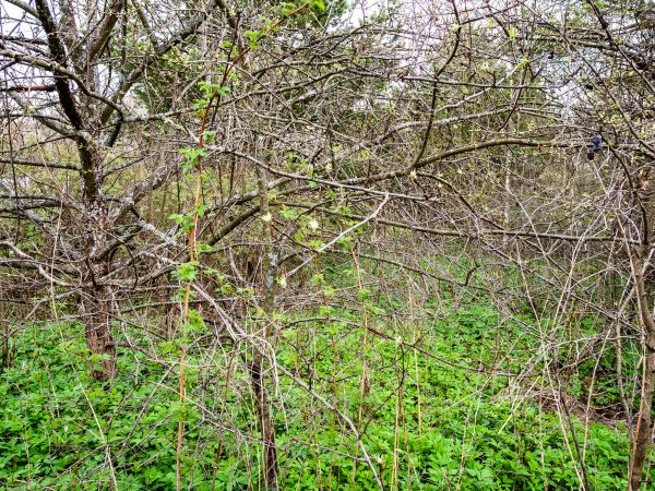 Underbrush Clearing in Bainbridge Island
