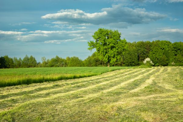 Cost of Vegetation Removal in Bainbridge Island