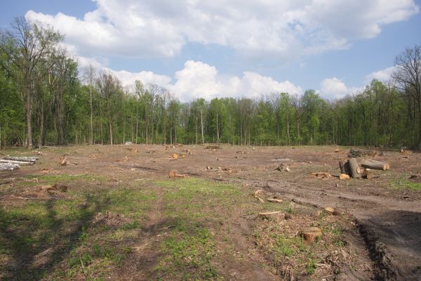 Cost of Pasture Clearing in Bainbridge Island