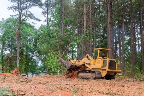 Forest Thinning in Bainbridge Island