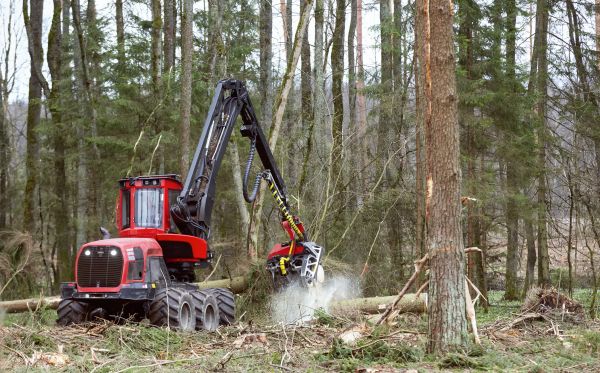 Cost of Forest Clearance Service in Bainbridge Island