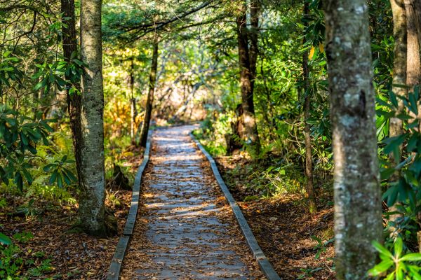 Cost of Trail Clearing in Bainbridge Island